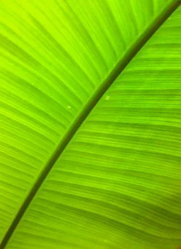 Giant tropical leaf pattern close-up, tropical trees, rainforest and nature Stockfoto's