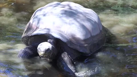Giant Turtle (1) Stock Footage 164915859