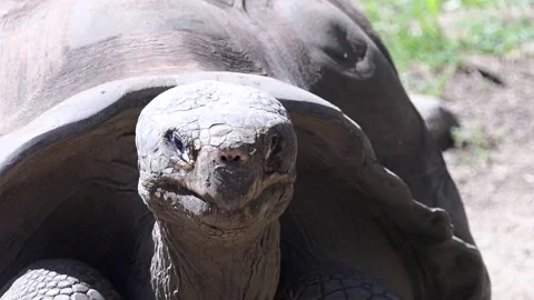 Giant Turtle (2) Stock Footage 164917296