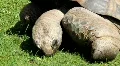 Giant Turtle 9450 HD Footage
