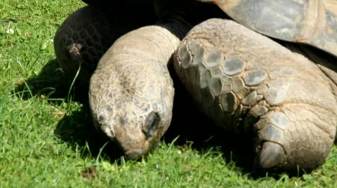 Giant Turtle 9450 Stock Footage 789436