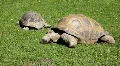 Giant Turtle 9451 HD Footage