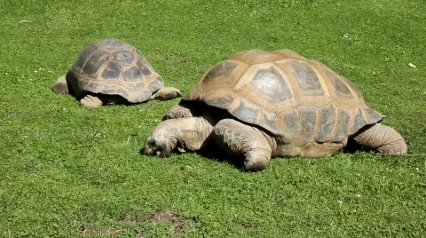 Giant Turtle 9451 Stock Footage 789468