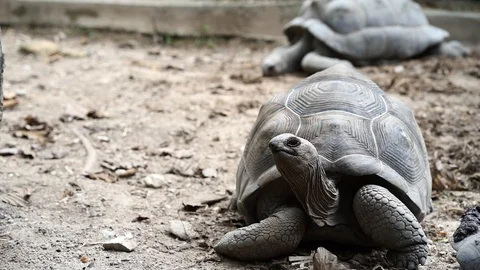Giant turtle is crawling on the ground. Vídeo Stock 124817707