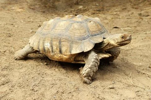 Giant Turtle Crawling on the Ground Stock Photos