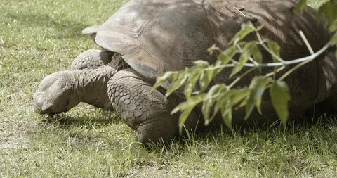 Giant turtle is eating 50fps Stock Footage 114172253
