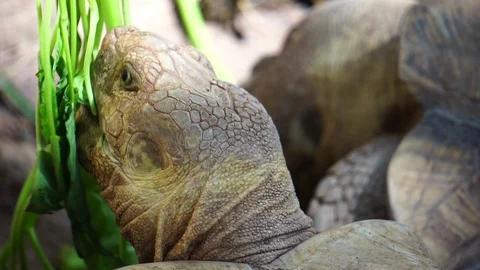 Giant turtle eating vegetable food Stock Footage 112950357