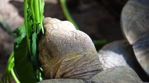 Giant turtle eating vegetable food Stock Footage 112950436