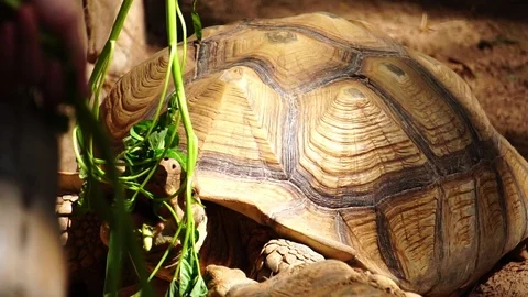 Giant turtle eating vegetable food Stock Footage 112950574