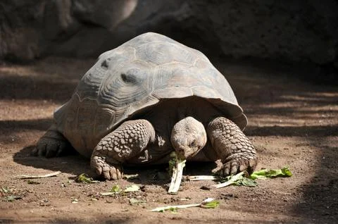 Giant turtle eats greens Stock Photos