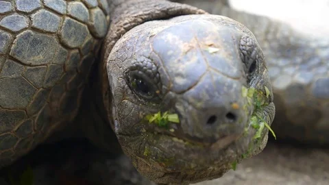 Giant Turtle Face. Closeup. Video stock 69755596