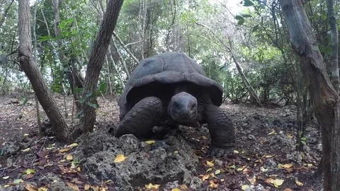 Giant turtle Stock Footage 79794566