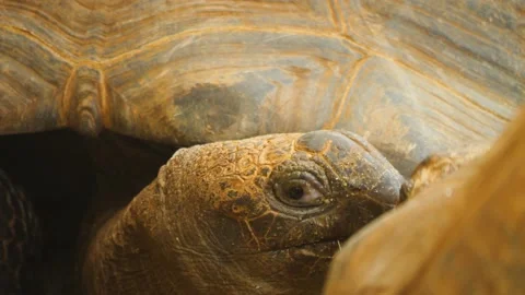 Giant turtle Stock Footage 238931285