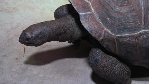 A giant turtle Stock-Footage 271200574