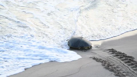 Giant turtle going to the sea after nesting. Ras Al Jinz Turtle reserve at Oman Vídeo Stock 158931739