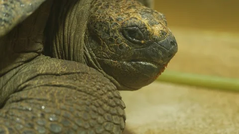 Giant turtle head close up Stock Footage 263049404