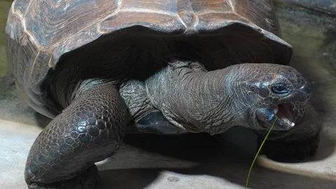 A giant turtle head  Stock Footage 271200384