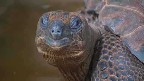 A giant turtle head Stock Footage 274527504