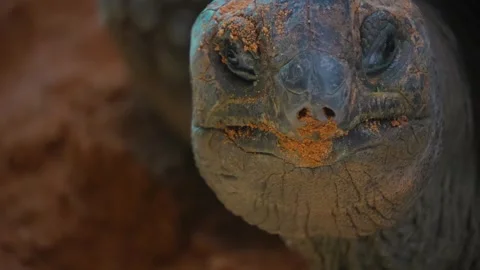 A giant turtle looking Stock Footage 274635683