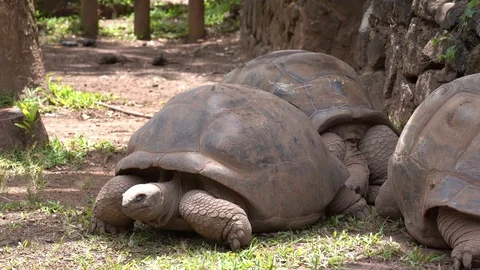 Giant Turtle in Mauritius Stock Footage 126984031