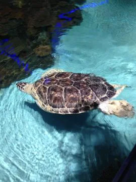 Giant Turtle Stock Photos