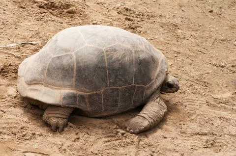 Giant turtle Stock Photos