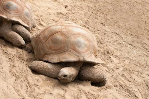 Giant turtle Stock Photos