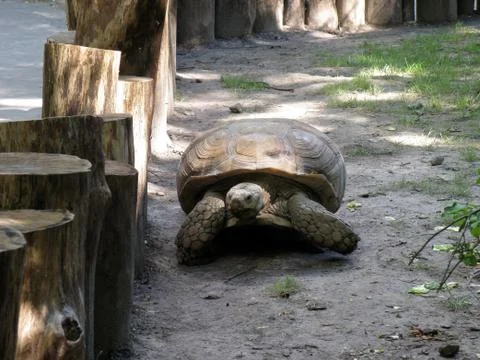 Giant turtle Stock-Fotos