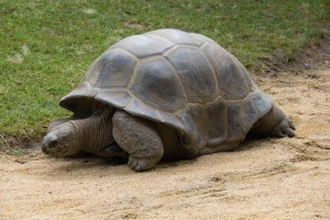 Giant turtle Foto stock