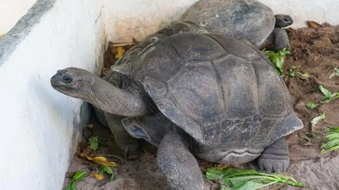 Giant Turtle Stock Photos