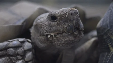 Giant turtle portrait Stock Footage 102253974