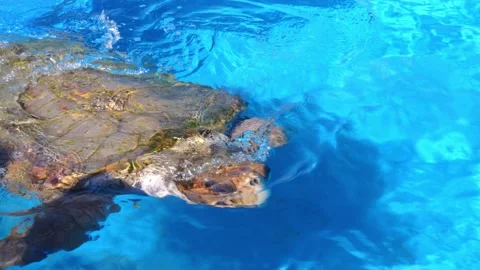 Giant Turtle Swimming in a Vast Pool Stock Footage 252928686