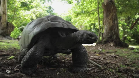 Giant Turtle (tortoise) in Seychelles Stock Footage 146949168