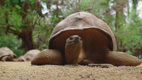 Giant turtle in tropical park in Mauritius. Turtle in natural habitat Stock Footage 168902886