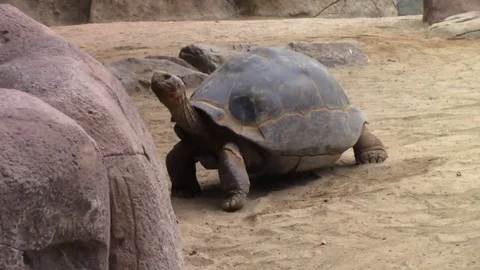 Giant turtle walking Video stock 78827479