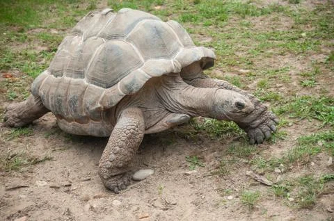 Giant turtle walking in the grass Stock Photos
