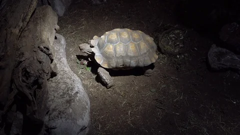 Giant Turtle Walking Slowly Video stock 94674689