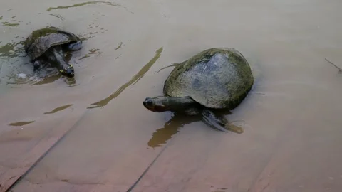 Giant turtle walking slowly on ground featuring textured shell, heavy body Stock Footage 321100117