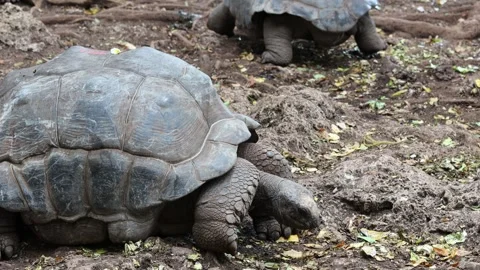 Giant turtle walking slowly on ground featuring textured shell, heavy body Stock Footage 321111635