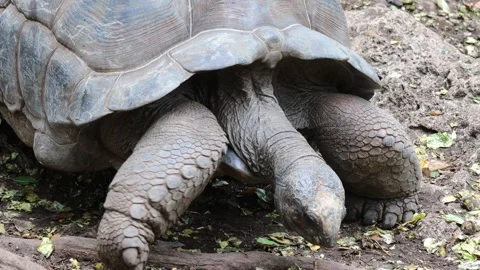 Giant turtle walking slowly on ground featuring textured shell, heavy body Stock Footage 321123810