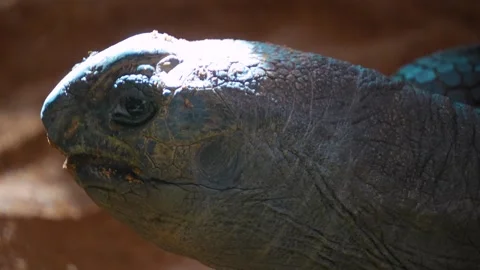 A giant turtle yawning Stock Footage 274527100