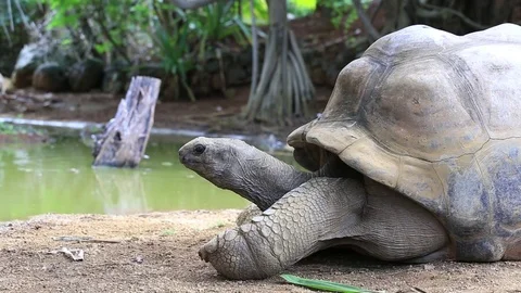 Giant turtles, dipsochelys gigantea in island Mauritius Stock Footage
