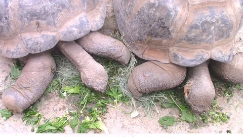 Giant turtles eating Video stock 78827513