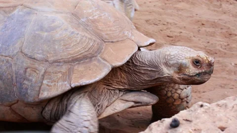 Giant turtles pass in front of the camera Stock Footage 141100009