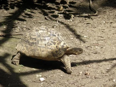Giant turtles Stock Photos