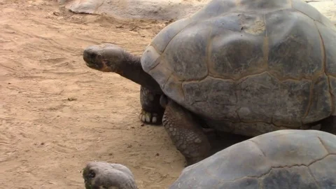 Giant turtles walking Video stock 78827553