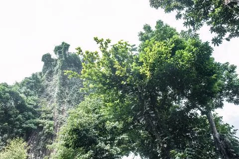 Giant vine covered tree within a tropical park canopy Stock Photos