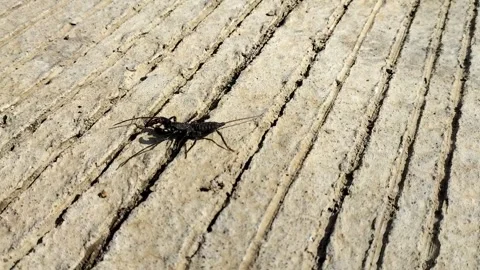 Giant vinegaroon Stock Footage 318980212