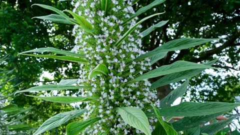 Giant Viper's Bugloss, Echium pininana, a tall flowering plant with bumble bees Video stock 319253124