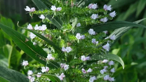 Giant vipers bugloss. Panning up tall plant flowering in spring. Video stock 318142352